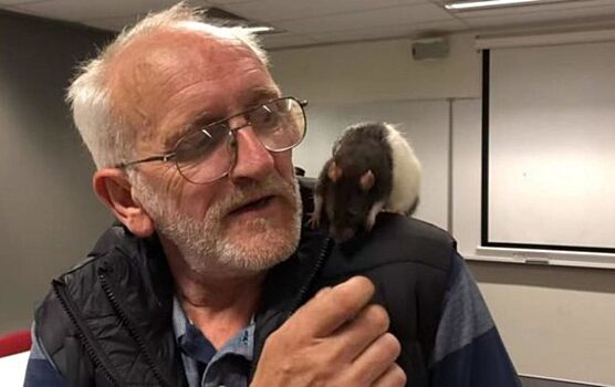У австралийского бездомного украли любимую крысу, и весь мир следил за ее поисками