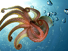 Возможно, скоро мы перестанем есть осьминогов. Их уже запретили к разведению в США