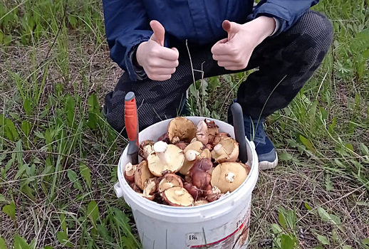 Свердловчане выяснили, где собрать ведра грибов в мае
