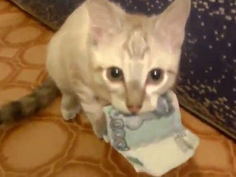 Котенок крадет деньги у хозяина и не отдает: видео