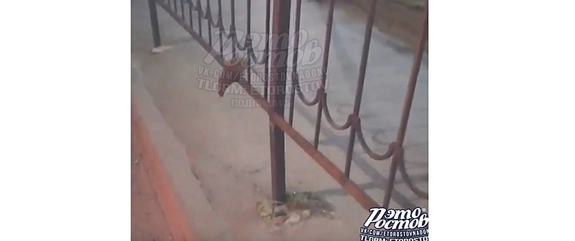 &laquo;Это моя бывшая&raquo;: горожанин заметил на Коммунистическом &laquo;ростовскую шиншиллу&raquo;