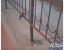 &laquo;Это моя бывшая&raquo;: горожанин заметил на Коммунистическом &laquo;ростовскую шиншиллу&raquo;