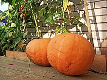 В Бурятии урожай картофеля превысил показатели 2022 года почти на 20%