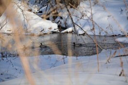 Дикие утки зимуют на незамерзающей реке в Курьинском районе