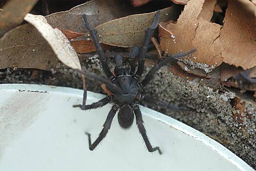 Смертельно ядовитые пауки массово оказались в бассейнах после наводнения