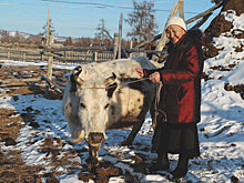 Как стабилизировать ситуацию в скотоводстве Якутии