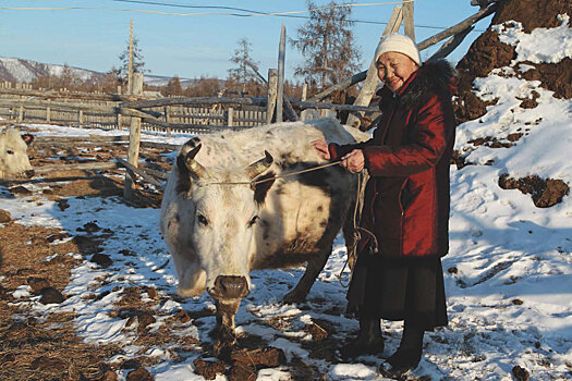 Как стабилизировать ситуацию в скотоводстве Якутии