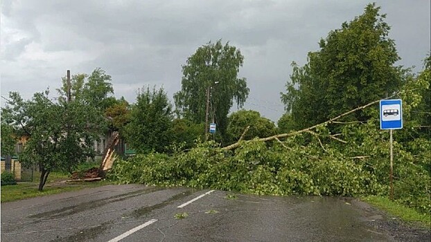 Ураган в Котельниче: вырванные с корнями деревья, раздавленные автомобили и унесенные остановки
