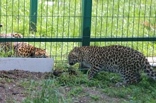 В Белгородском зоопарке выпустили в вольер нового леопарда
