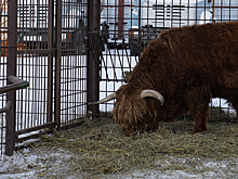 Как живет символ 2021 года в Зоопарке Удмуртии?