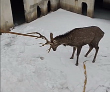 Оленя вытащили из каменного мешка за рога