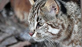 Зоологи установили, зачем кошкам нужны залысины перед ушами