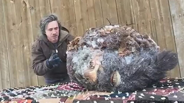 Уфолог показал отрубленную голову снежного человека: видео