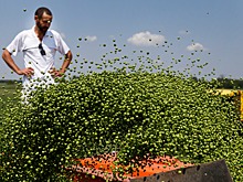 На Ставрополье нашли поставщика гороха для иранского предпринимателя