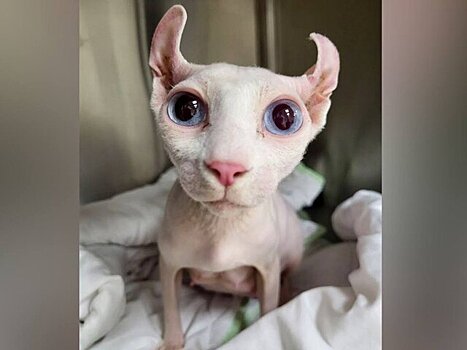 Московские ветеринары спасли кошку со сложными родами