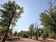 Волгоградцам продлили запрет на посещение лесов