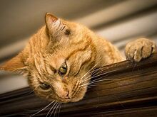 С 1 августа театр Куклачева возобновляет работу