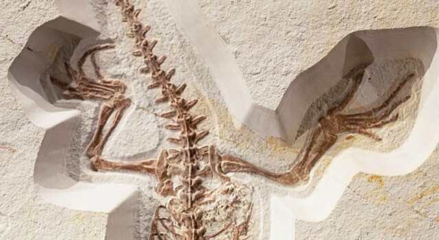 В Бразилии нашли останки маленького беззубого динозавра