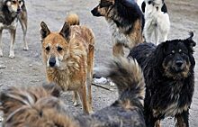 В Свердловской области найден приют для собак с ужасными условиями