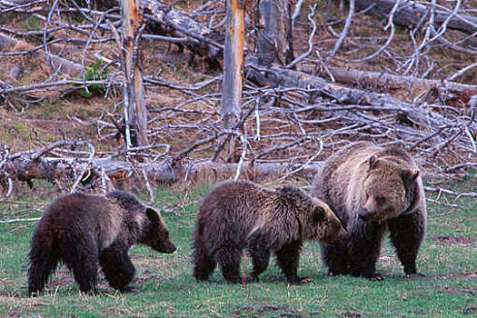 В США мужчина отбился от разъяренного гризли с помощью палки