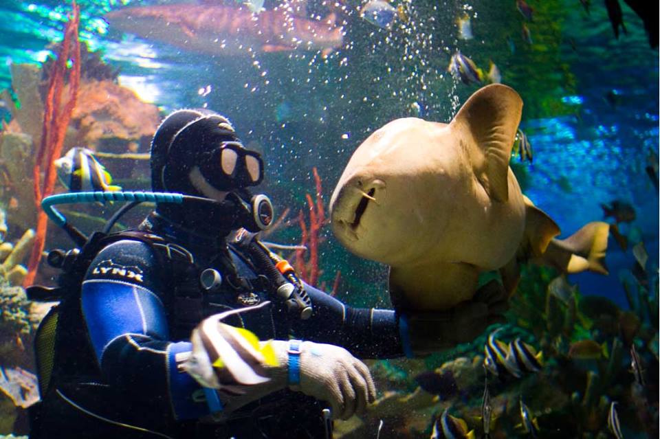 Океанариум, Санкт-Петербург, Россия, Европа