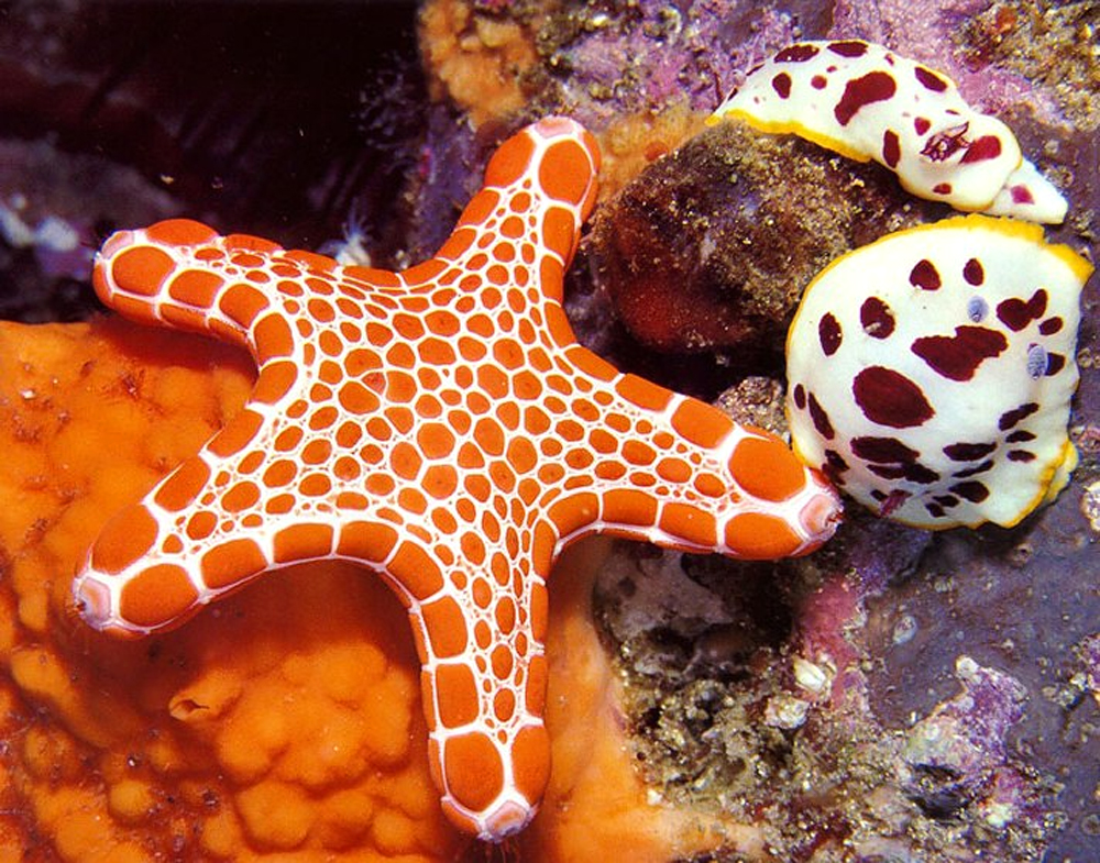 Океанариум Sochi Discovery World Aquarium, Сочи, Россия, Европа