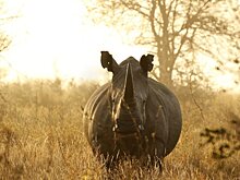 В Германии носорог атаковал машину сотрудника природного парка