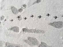 Снегопад накрыл российский город за неделю до лета