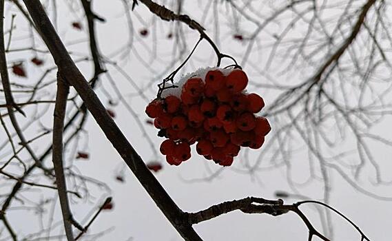 В Курске 31 января  днем около нуля, а завтра обещают снег с дождем