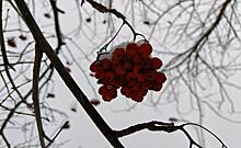 В Курске 31 января  днем около нуля, а завтра обещают снег с дождем