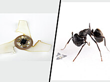 Американцы создали самое миниатюрное летающее устройство-чип