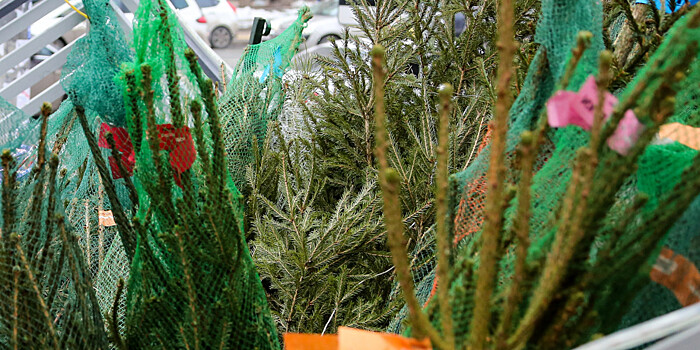 В Москве начали утилизировать новогодние елки