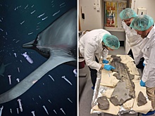 Воссоздан облик бесшумного опаснейшего гиганта юрских морей