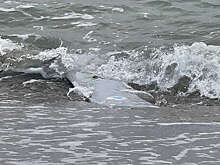 В Бургасе на побережье нашли обломки украинского дрона-камикадзе "Сыч"