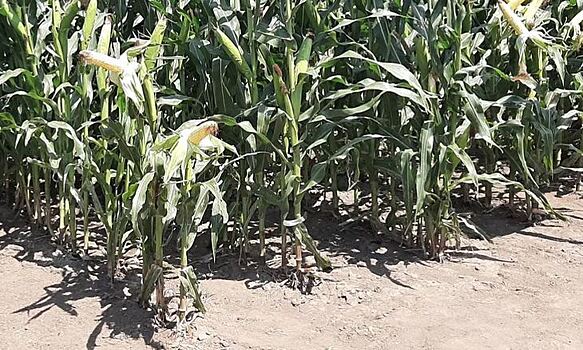 Блуждающая плодородная полоса экономит удобрения без потери урожайности кукурузы