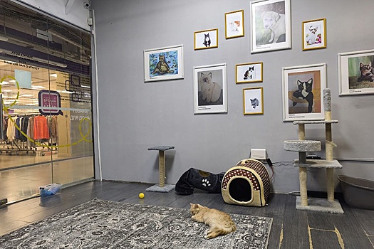 Тюменский фонд помощи животным открыл в торговом центре квартиру для кошек