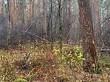 Обезглавленное тело женщины без одежды нашли в лесопарке Екатеринбурга