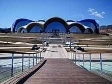 Осьминога-беглеца из Приморского океанариума поселили с окунями
