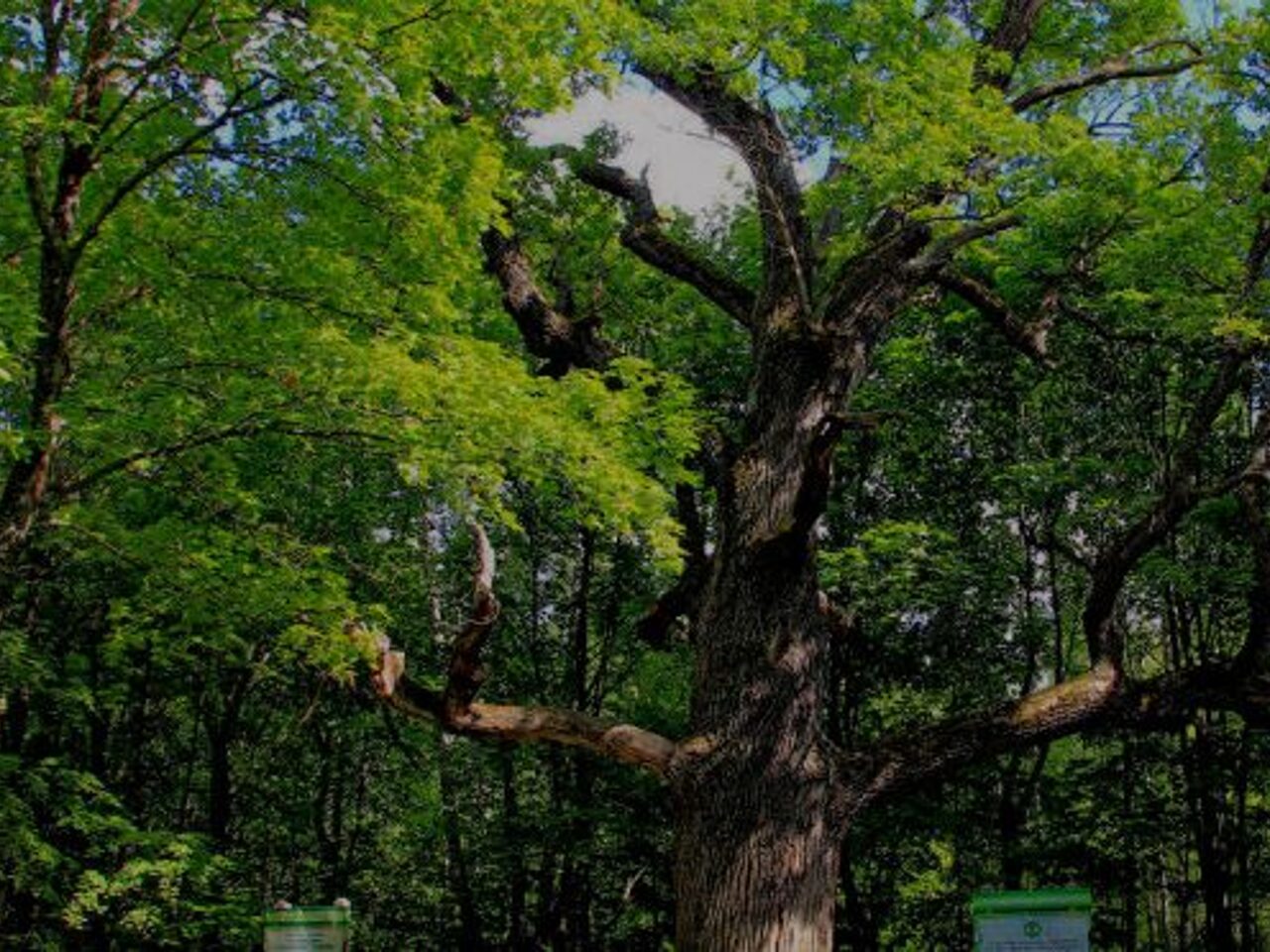 Старейшие деревья россии. Тысячелетняя лиственница. Старое дерево в Якутии лиственница. Дуб Джурупа. Цаленджиха старое дерево.