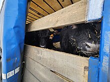 В Оренбуржье остановлен незаконный вывоз 100 голов КРС