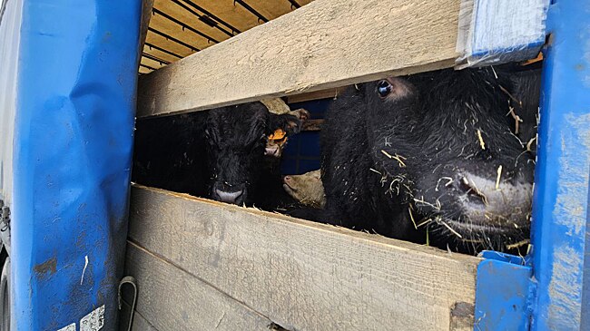 В Оренбуржье остановлен незаконный вывоз 100 голов КРС