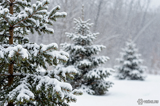 "Тропы натоптаны": эксперт Кулеш прошёл путём семьи Усольцевых в месте их загадочного исчезновения