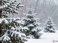 "Тропы натоптаны": эксперт Кулеш прошёл путём семьи Усольцевых в месте их загадочного исчезновения