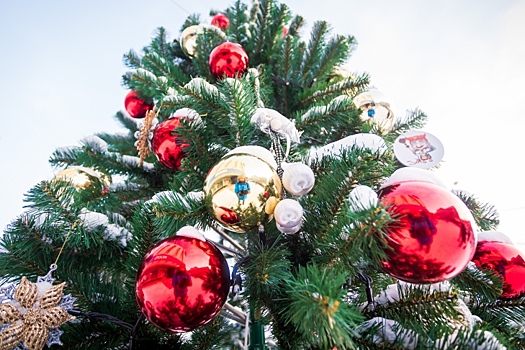 Прощание с новогодними елками со 2 февраля объявили в Новосибирске