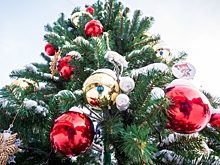 Прощание с новогодними елками со 2 февраля объявили в Новосибирске