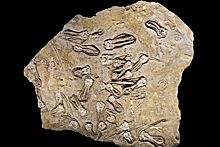 Музей камня в Башкирии знакомит с обитателями Палеоуральского океана