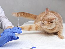 Жители Ижевска смогут бесплатно привить своих питомцев от бешенства