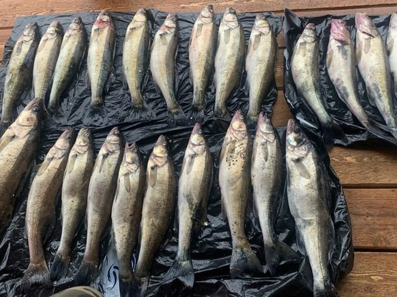 Улов судака. Озеро сямозеро рыбалка. Судак на сямозере. Сямозеро хариус. Судак на сямозере.