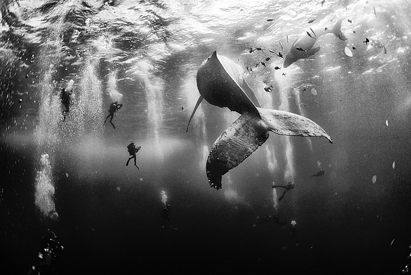 1 место: дайверы плавают с горбатым китом и его детенышем вблизи острова Рока Партида, Мексика