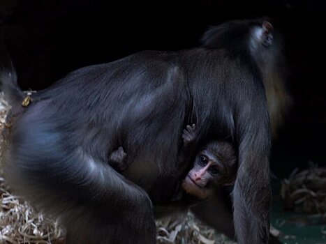 Родившегося в Московском зоопарке детеныша мандрила назвали Конго